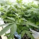 Here are Five Cannabis Laws to Watch in 2023