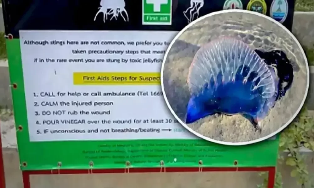 Phuket Officials are Warning Tourists to Beware of Potentially Dangerous Jellyfish