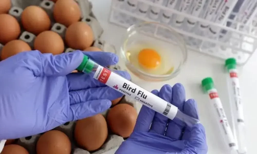 WHO Warns of Potential Bird Flu Pandemic Should Humanity Be Concerned