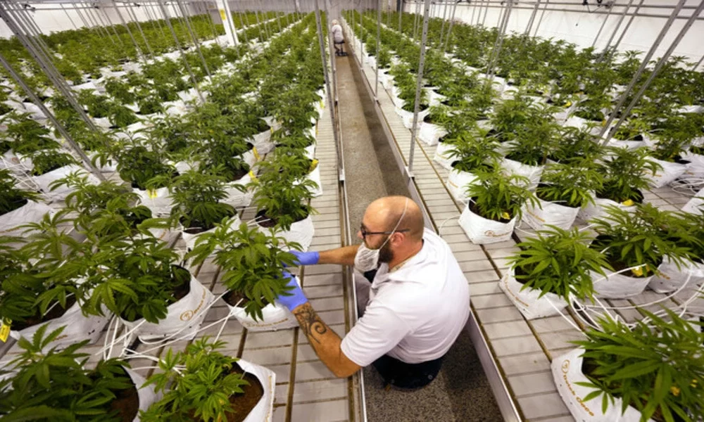 What are the Reasons for Cannabis Becoming legal in Many Countries