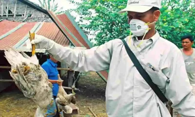 H5N1 Bird Flu Has Killed a Young Girl In Cambodia