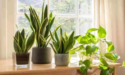 The 5 Best Houseplants To Give As Gifts