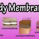 Different Kinds Of Membranes