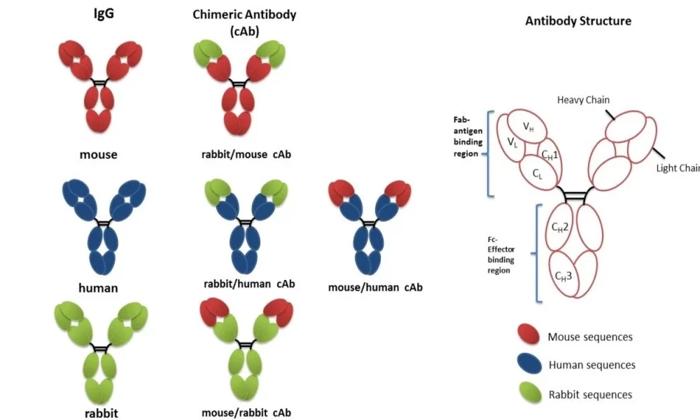 How Are Humanized Antibodies Made with Mouse Models?