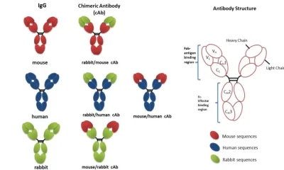 How Are Humanized Antibodies Made with Mouse Models?