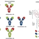 How Are Humanized Antibodies Made with Mouse Models?