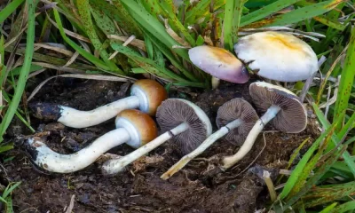 Other Magic Mushrooms Similar to Alacabenzi Strain