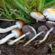 Other Magic Mushrooms Similar to Alacabenzi Strain