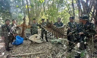 Thailand Sentences Poachers to Prison for Killing Endangered Tigers in National Park