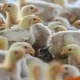Why Chickens Aren’t Getting Their Flu Shots