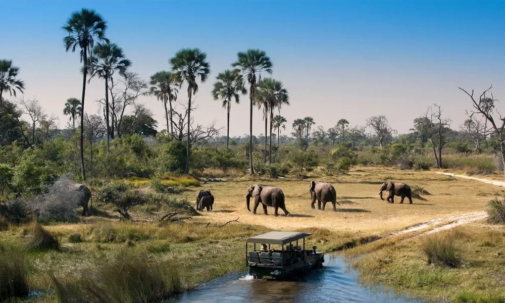 Why Okavango Delta is the Best Destination for a Safari