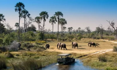Why Okavango Delta is the Best Destination for a Safari