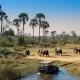 Why Okavango Delta is the Best Destination for a Safari