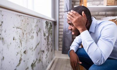 The Benefits of Mould Inspection