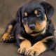 Rottweiler Puppy 