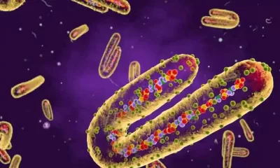 Marburg Virus Disease Is Similar To Ebola, But What Is It? Do Vaccines Exist?