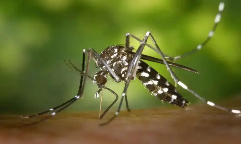 Dengue, Zika, And Chikungunya Risks In Summer