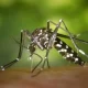 Dengue, Zika, And Chikungunya Risks In Summer