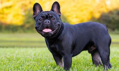 French Bulldog Stud Services
