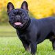 French Bulldog Stud Services