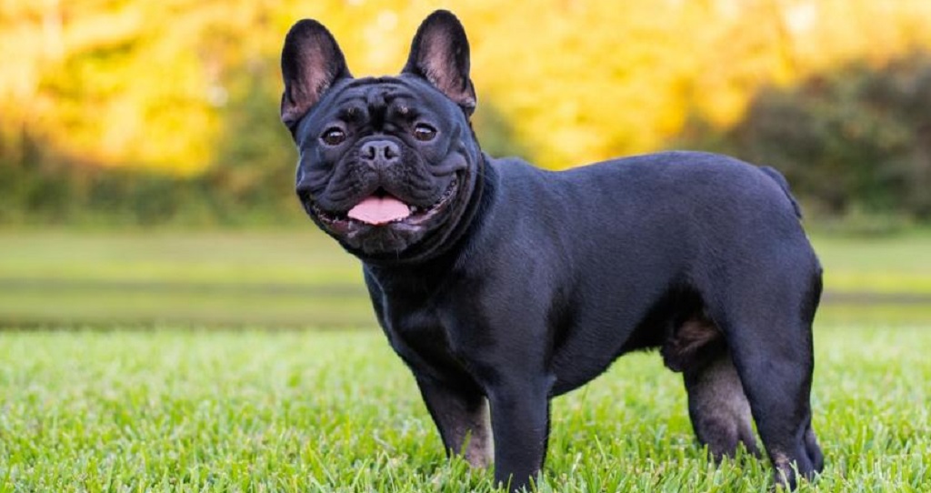 French Bulldog Stud Services