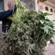 How New York and California Botched Marijuana Legalization