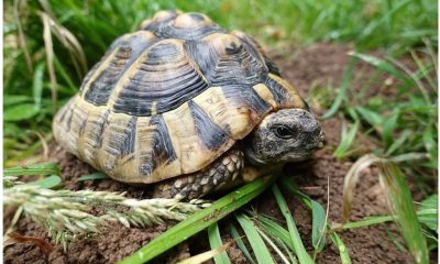 What is the Best Tortoise to Have as a pet