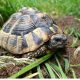 What is the Best Tortoise to Have as a pet