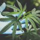 Harvest Cannabis