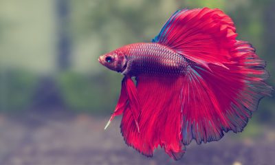 Betta Fish Becoming Popular With Aquarium Enthusiasts in 2023