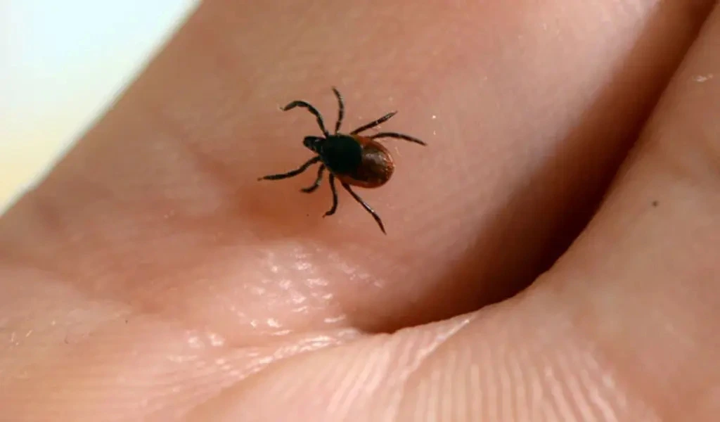 Powassan Virus Kills First Maine Resident Of The Year