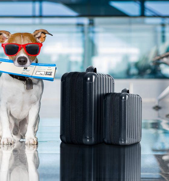 Thailand With Your Pets