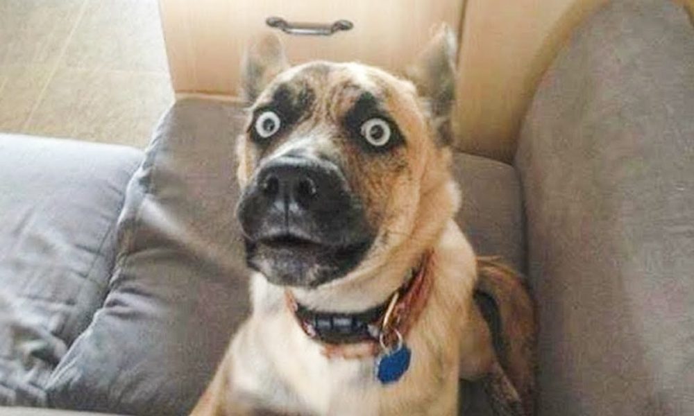 The Best Place to Find Funny Videos Online
