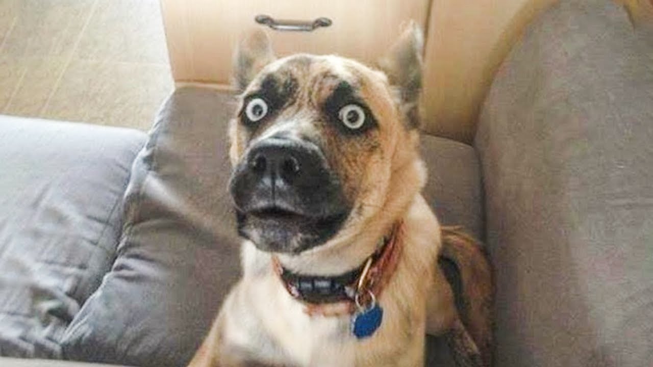 The Best Place to Find Funny Videos Online