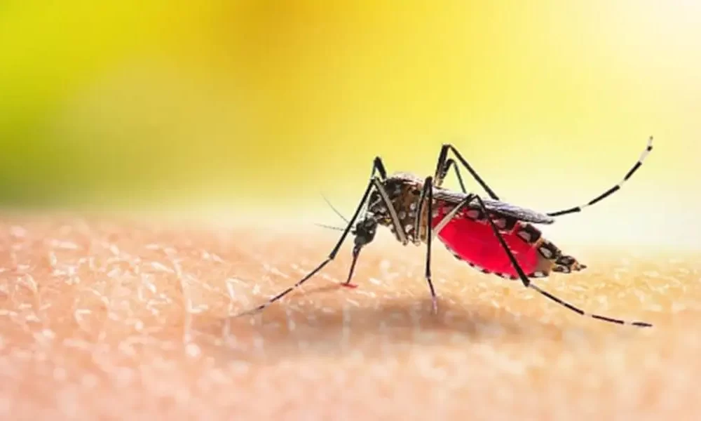 Dengue Vaccine In The Works, Phase-3 Trial Coming Up: Top Doctors