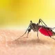 Dengue Vaccine In The Works, Phase-3 Trial Coming Up: Top Doctors