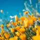 A Comprehensive Guide to Different Types of Flowers for Every Occasion