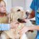 The Pros and Cons of Buying Pet Insurance