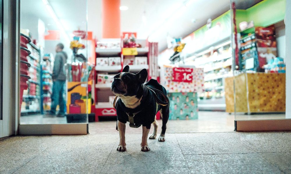Discovering Pet-Friendly Food Spots in Thailand