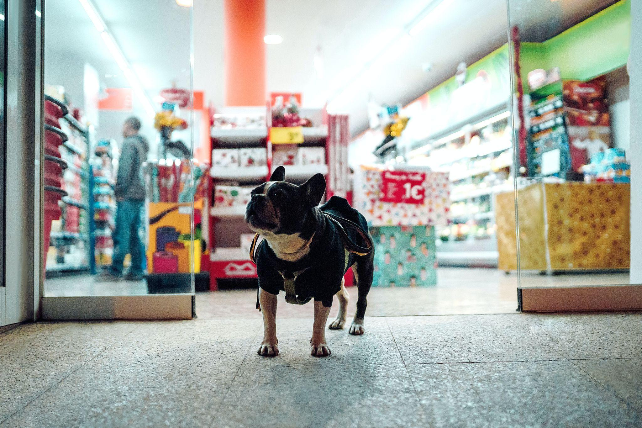 Discovering Pet-Friendly Food Spots in Thailand