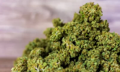 5 Best Cannabis Dispensaries You Can Find in Bangkok