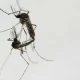 Dengue Virus Spreads Across Florida, Alarming Health Officials
