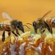 Mad Honey Explores Sustainability of Harvesting Organic Bee Honey