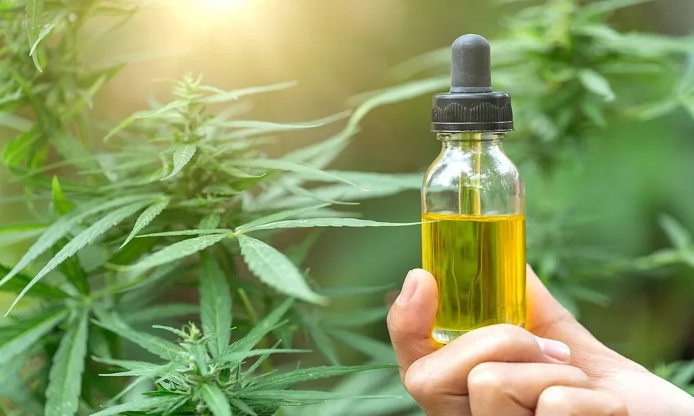Cannabis