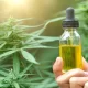 Cannabis