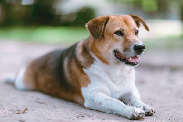 Police Officer Sentenced for Death of Dog