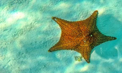Going to Cozumel? Here’s How to Spend Your Trip