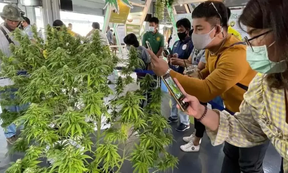 Phuket Launches Weekly Inspections to Regulate Cannabis Industry Amid Growth