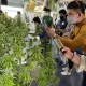 Phuket Launches Weekly Inspections to Regulate Cannabis Industry Amid Growth
