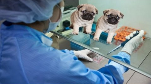 dog cloning china